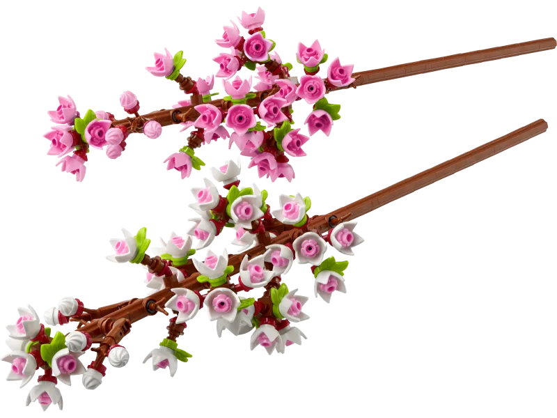 Cherry Blossoms