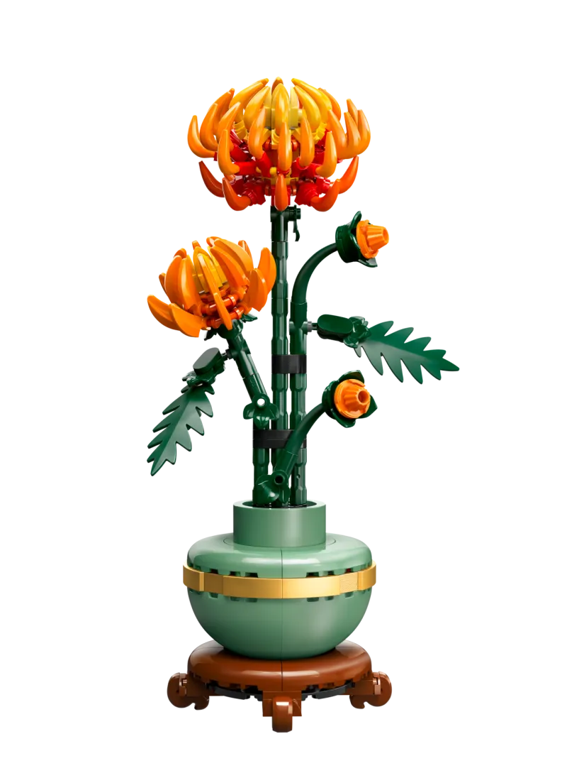 Chrysanthemum