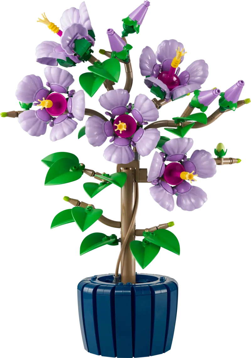 Hibiscus