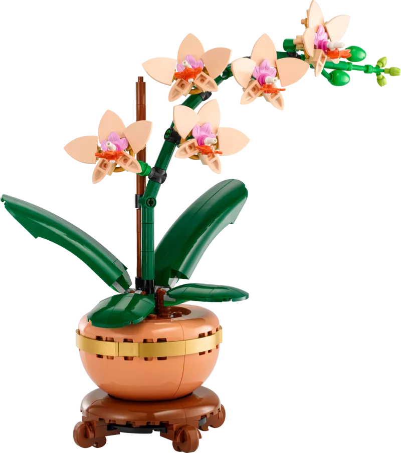 Mini Orchid