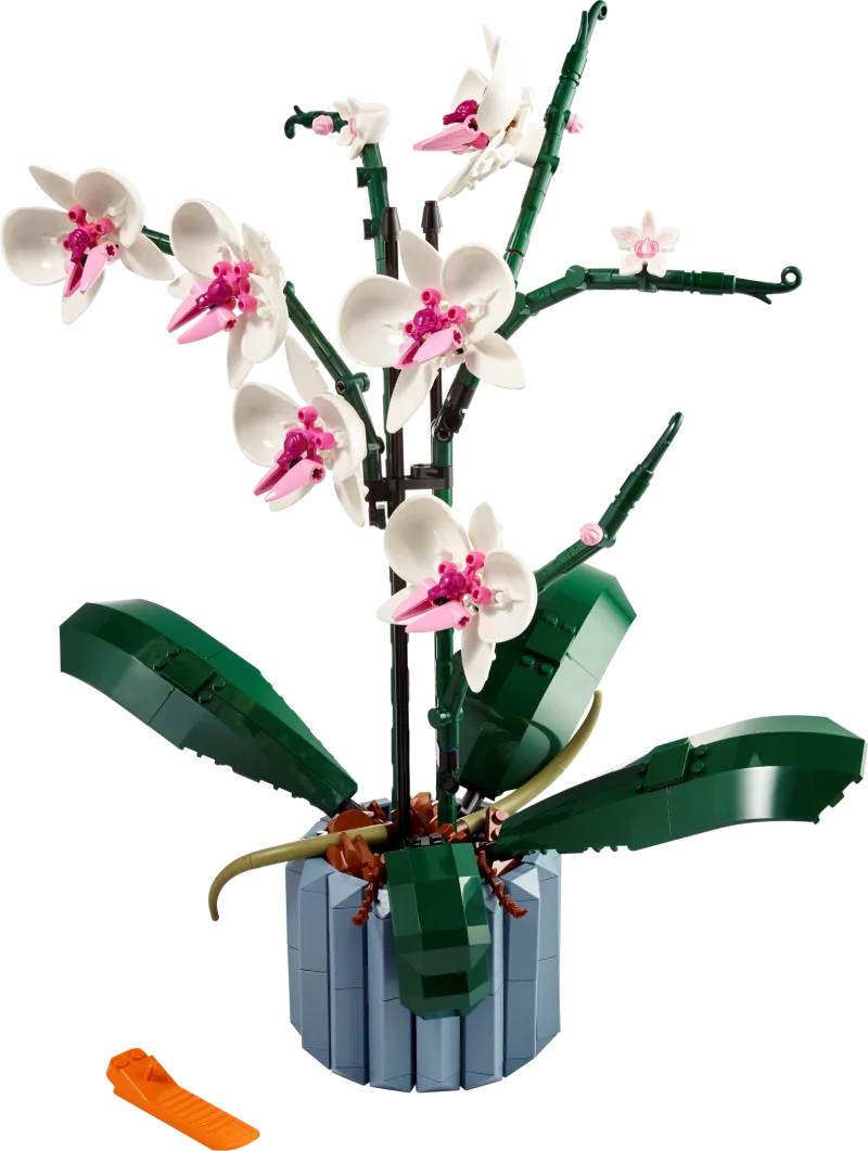 Orchid